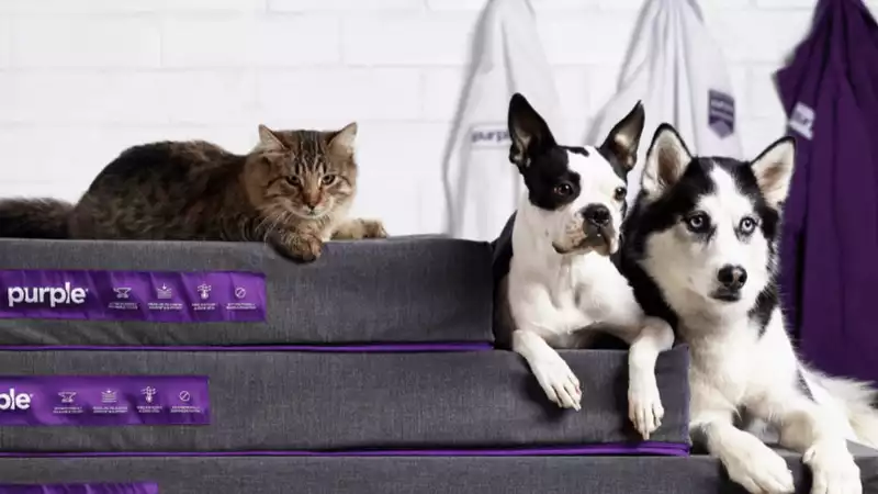 Toms Guide introduces Pet Tech Week!