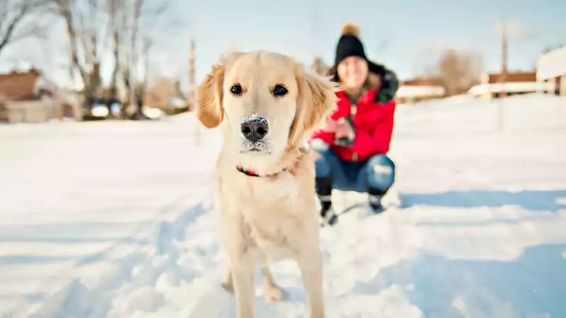 Walking a Dog in the snow - 6 Essential Safety Tips