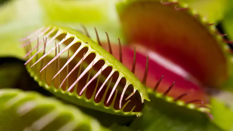 The most creepy houseplants for Halloween