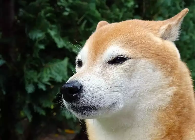 Shiba Inu's Tank After Ethereum founder Donated More Thanコ10 Billion of Coins to Fight Covid