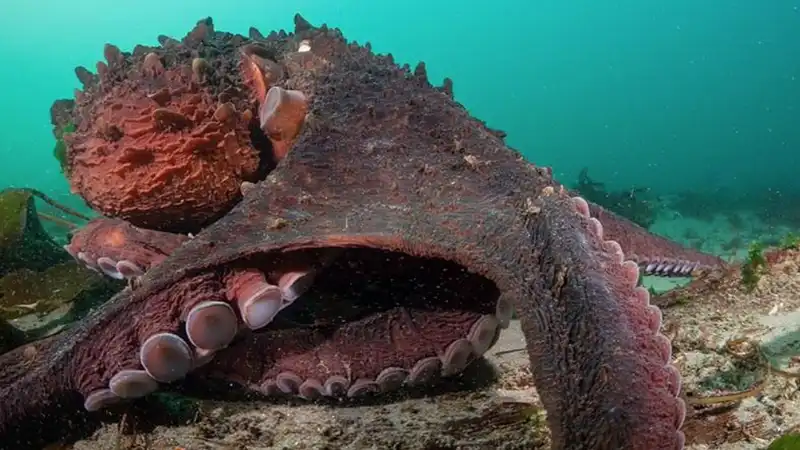 How to Watch "Secrets of the Octopus" Online - Stream James Cameron's New Nature Documentary from Anywhere