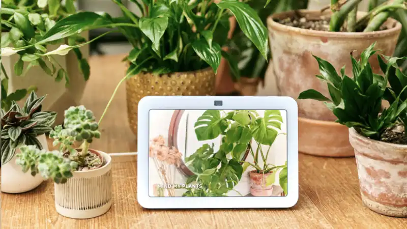 Alexa's new plant whispering skills can help your home greens thrive