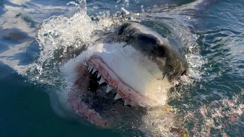 How to watch Shark Week 2024 online now: full schedule, channels, etc.