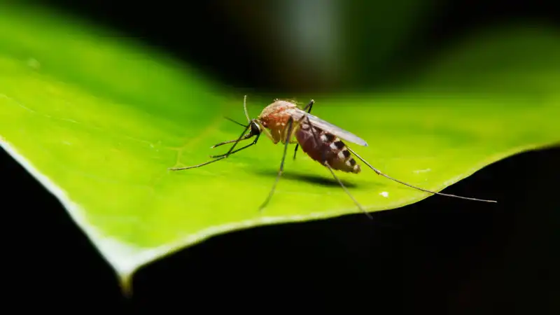 According to experts, there is a surprising reason why mosquitoes are attracted to gardens